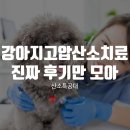 사랑모아 의료기 | 강아지고압산소치료 진짜 후기만 모아 모아