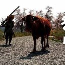 청명 - 보령시 중앙로 210 | 청명