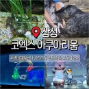 루피나아트 | 서울 코엑스 아쿠아리움 아이랑 가볼만한곳 입장료 공연 시간표