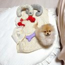 버터플라이 포메 | 포메라니안 전문견사 아가들 입양 기록