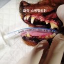 내포조은동물병원 이미지