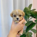 몽냥몽냥 강아지분양 일산점 이미지