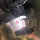 오라고동물병원 이미지