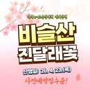 제 404차 정기산행 /2026.4.23(목) 대구 달성 비슬산 참꽃산행 예약접수중! 이미지