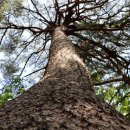 여송지성 이미지