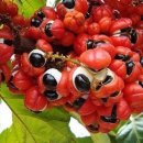 hot6(핫식스) 이미지