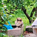 새롬민박 이미지