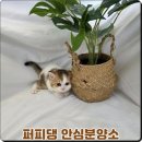 대전고양이분양 퍼피댕 캣 안심분양소 둔산점 | 대전고양이분양 입양 찾는다면 퍼피댕