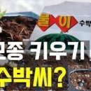 수박 키우기! 모종 심는 시기 수박씨 심기 직파 발아 이미지