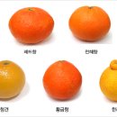눈에 좋은 과일, 치매에 좋은 과일(한라봉, 천혜향, 레드향, 황금향) 이미지