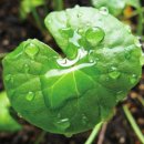 코스모스카 이미지