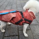 잘나가는 강아지 | 강아지조끼 폭넓은 사이즈 오로르클레망 후기