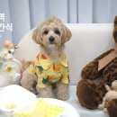 댕큐베리 | 마곡 댕큐베리 강아지 수제간식 만들기 원데이클래스로 데이트했어요!