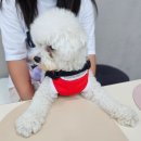 이한펫푸드 | 충남 공주 애견동반 여행 가볼만한곳 하림펫푸드 해피댄스스튜디오 더리얼개슐랭투어 후기