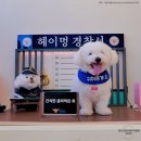 강아지클럽 이미지