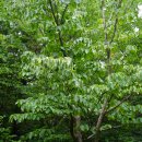 산딸나무 Cornus kousa F. Buerger ex Miq. 이미지