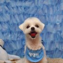 바비펫살롱 이미지