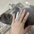 신본 샤넬 루이비통 주말 웨이팅 후기💍 코코크러쉬 구매