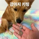 레진아트로 반려동물 이름표 키링 만들기 | 강아지털 키링 만들기 플로바덴 메모리얼 소중한 반려견 기억하기