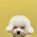 뭉블리 이미지
