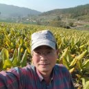 으뜸울금농장 이미지