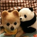 이쁜 강아지 이미지