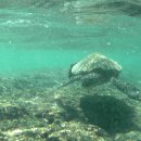 거북 파크 이미지