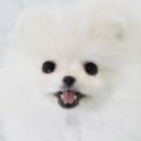 제리펫
