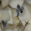 하룻 강아지 이미지