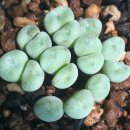 코노코노 이미지