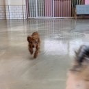 코모네 펫하우스 이미지