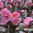 홍매화
