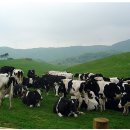 안내목장2 이미지