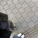 모란역 돼지부속구이 이색적 후기 🫢
