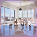 부여애견 | 부여군 애견분양 직접 겪은 후기와 선택 기준