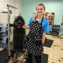 스틸블루 애견샵 이미지