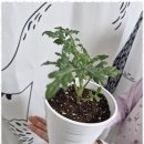 가온누리태권도 이미지