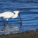 하얀날개 이미지