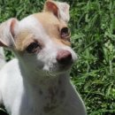 아기강아지 이미지