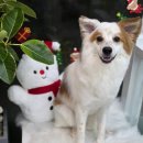 멍테일즈 이미지