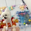 유부부 여수학동점 | 여수 하이멍멍 후기