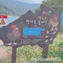 평지못(1) 이미지