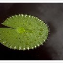 물소리바람소리 이미지