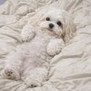 강쥐애견샵 | 수원 애견미용 ‘ 뽀삐몽’ 내돈내산 후기 !!