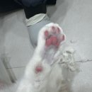 부산고양이미용&호텔 무냥무냥 대연점 이미지