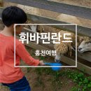 고라부리 흑염소 목장 | [홍천] 동물들에게 직접 먹이를 줄 수 있는 휘바핀란드 후기와 주의사항
