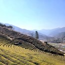 정금마을 차밭 앞 | [하동 정금차밭] - 우리나라 차의 시작과 차밭길의 끝점 중 하나