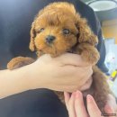 부산강아지분양 드림독 안심분양센터 부산점 이미지