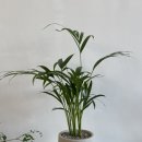 학하동로(유성-68) | 대전화분 / 대전식물가게추천 / 대전예쁜개업화분 / 학하동화분 / 아레카야자