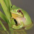청개구리 이미지